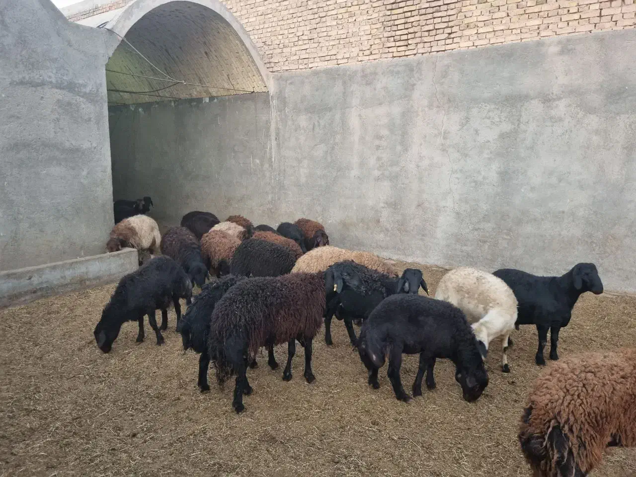 بره نر|حیوانات مزرعه|اردکان, |دیوار