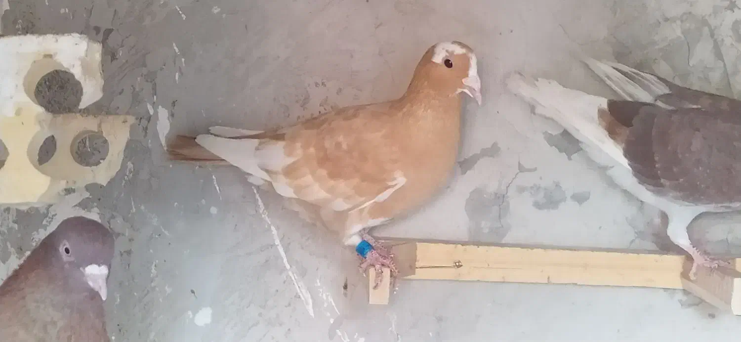 کبوتر|پرنده|برازجان, |دیوار