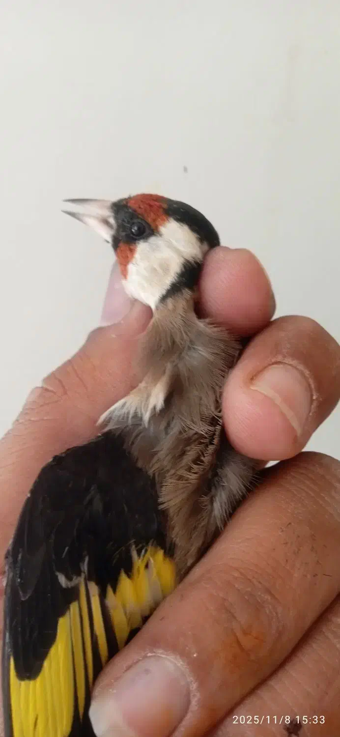 15عدد سره نرپایزه|پرنده|ملایر, |دیوار