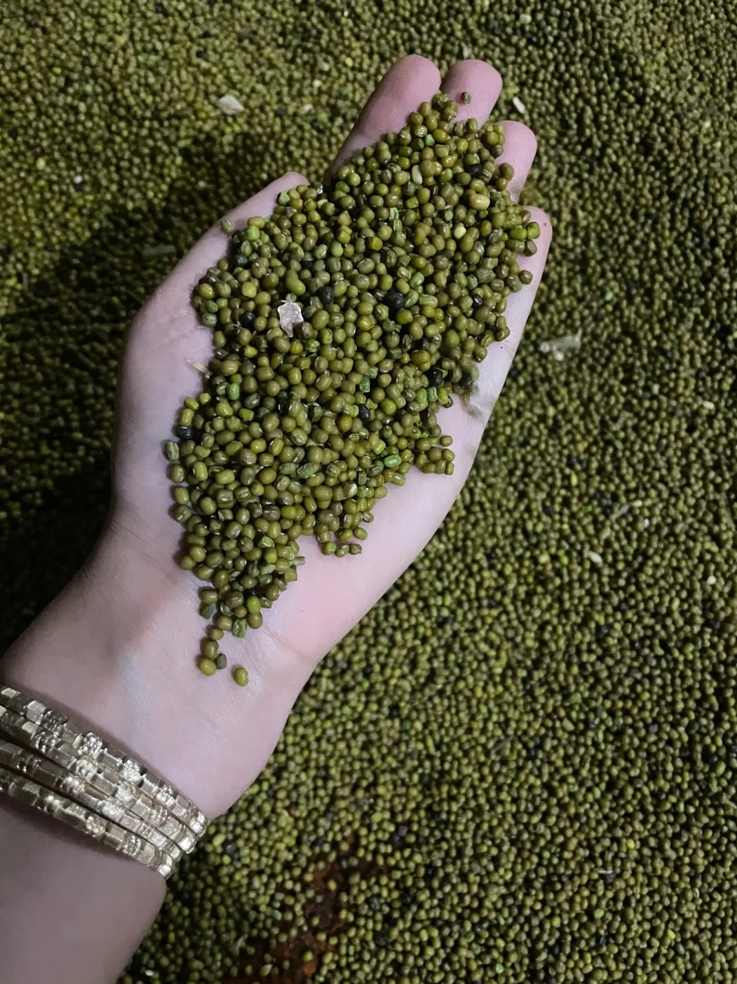 ماش|خدمات باغبانی و درختکاری|دورود, |دیوار