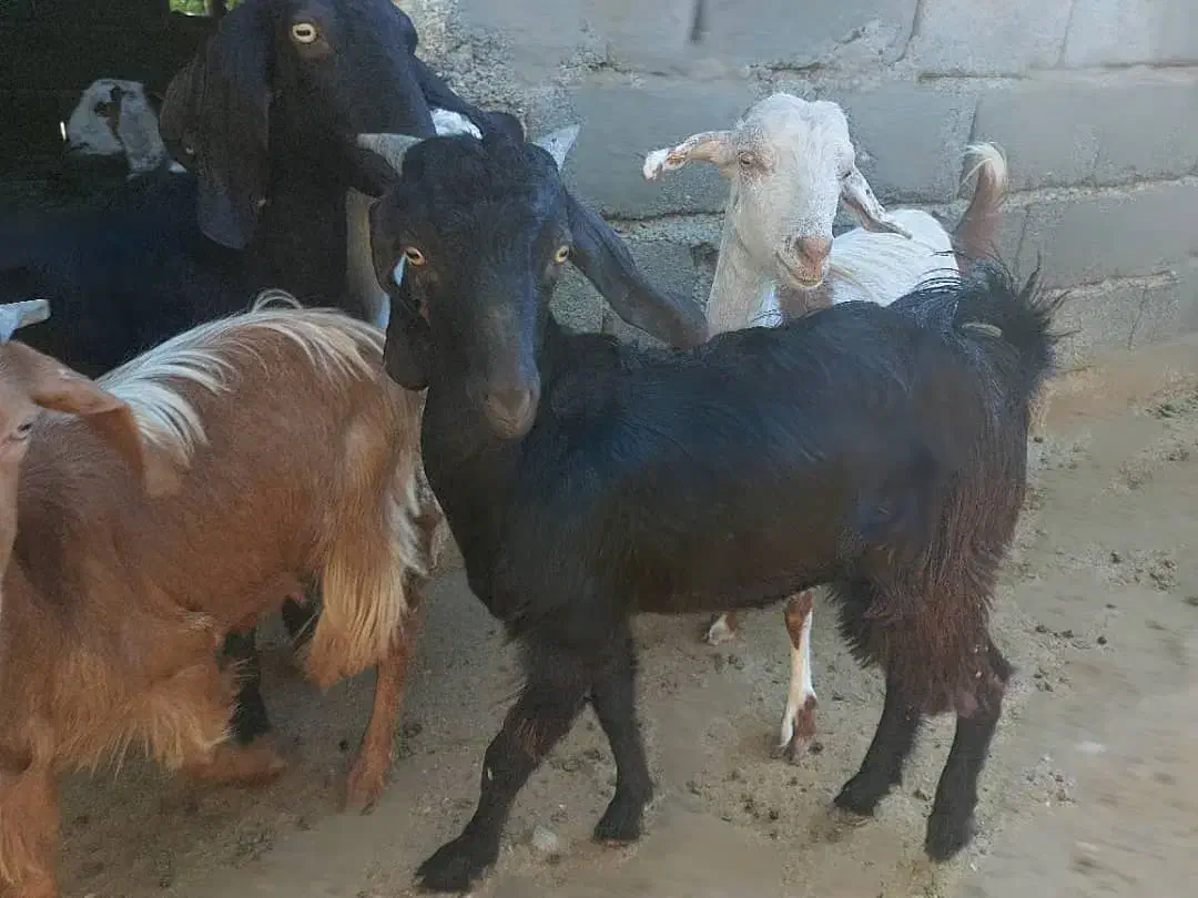 چپشت|حیوانات مزرعه|رودخانه, |دیوار