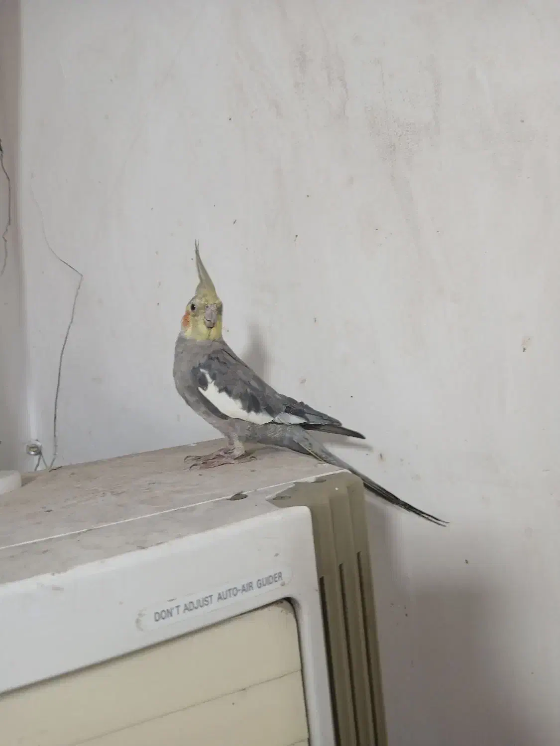 عروس|پرنده|اهواز, آسیاباد|دیوار