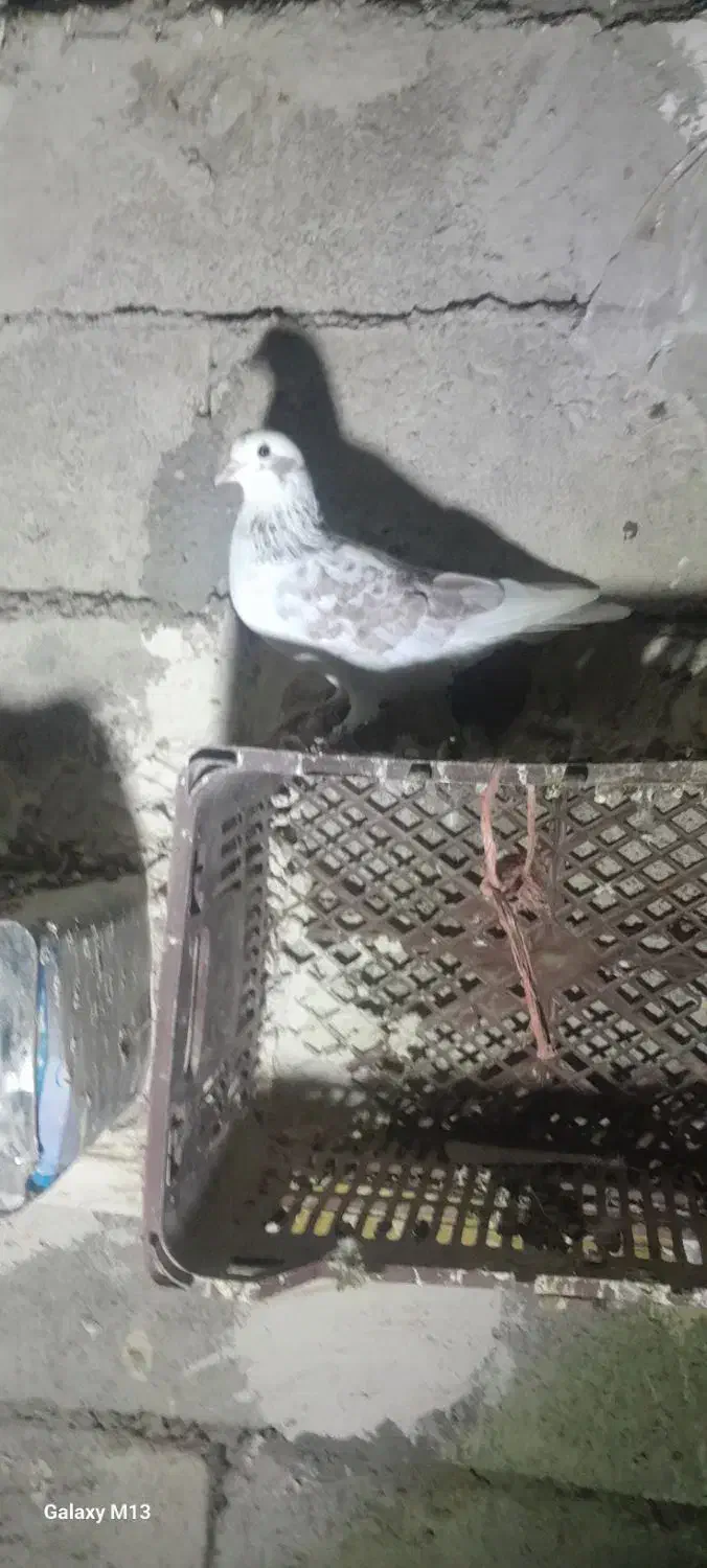 کفتر|پرنده|مرادلو, |دیوار