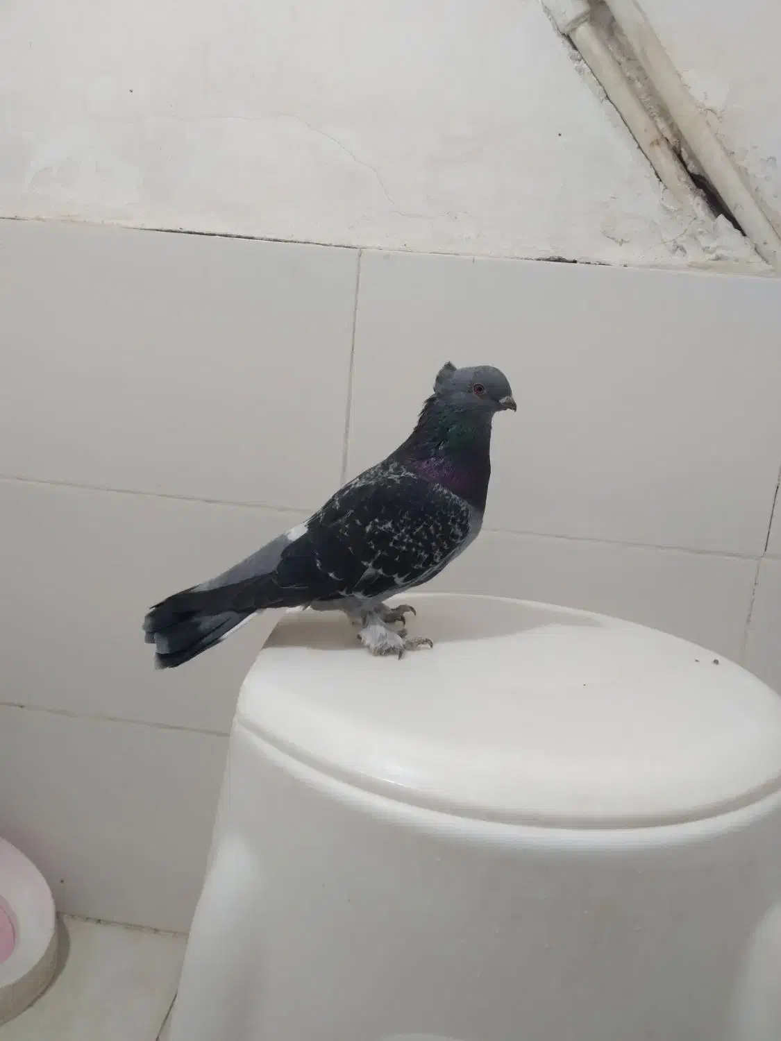 کفتر صید۳عدد نر|پرنده|مشهد, شهید قربانی|دیوار