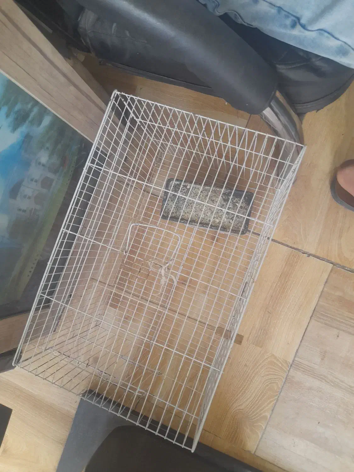 قفس پرنده|لوازم جانبی حیوانات|کاشمر, |دیوار