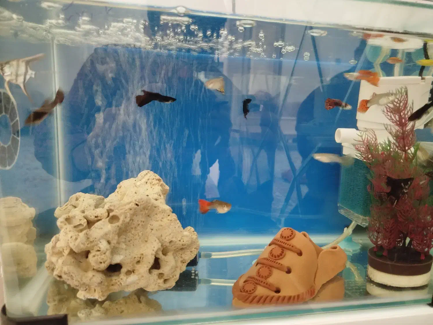 آکواریوم شیشه خم|ماهی|سقز, |دیوار