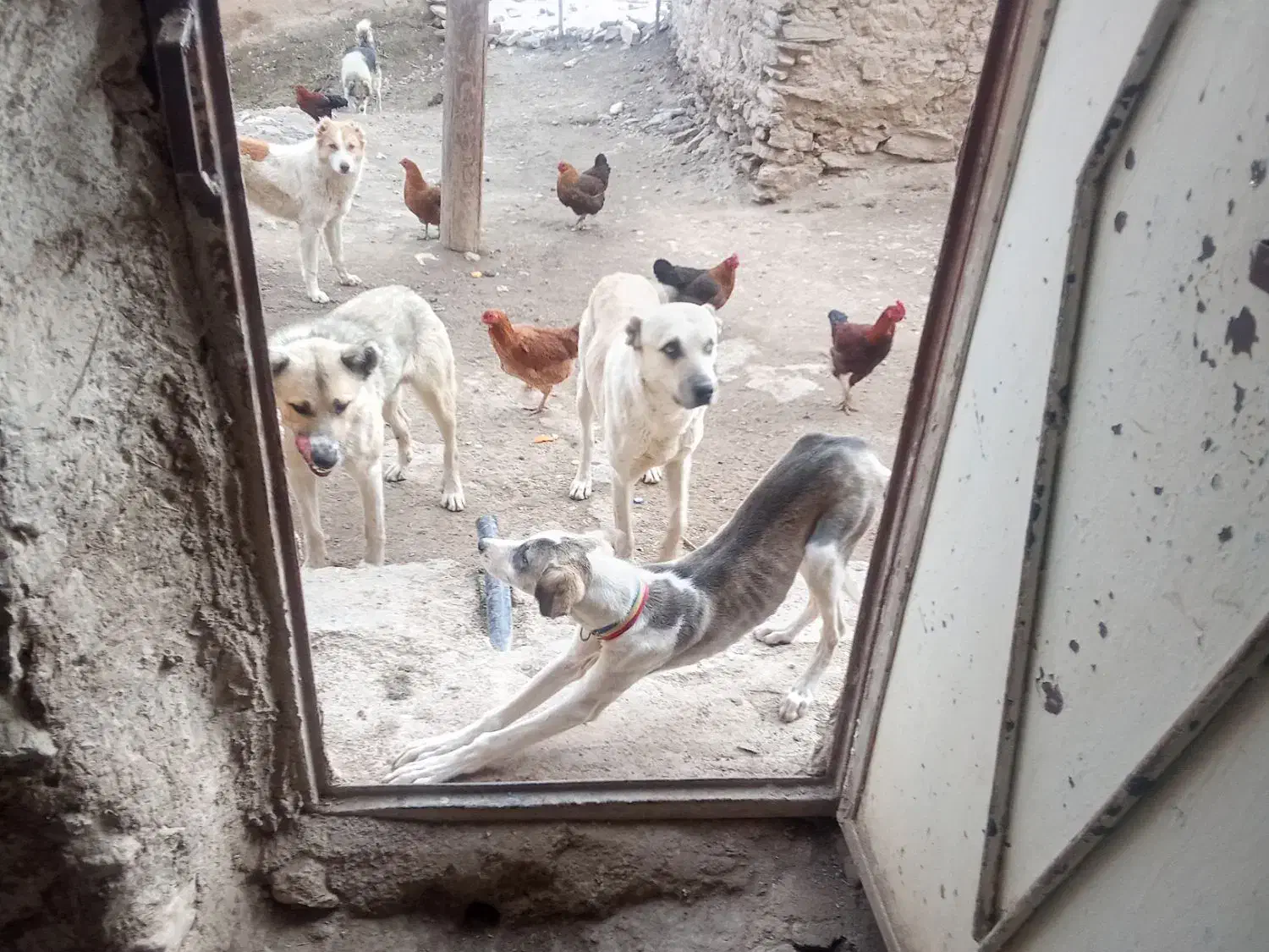 سگ تازی|سگ|کلاترزان, |دیوار