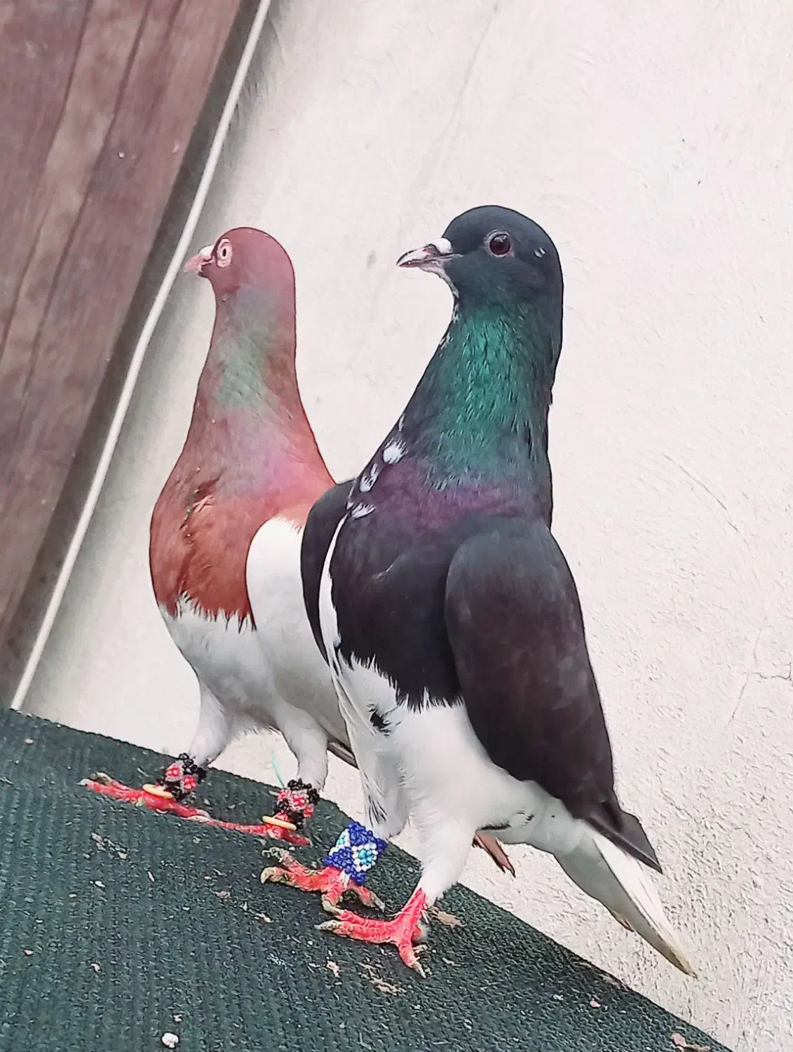 کفتر دس اولی|پرنده|شیراز, شهدای شهرک سعدی|دیوار