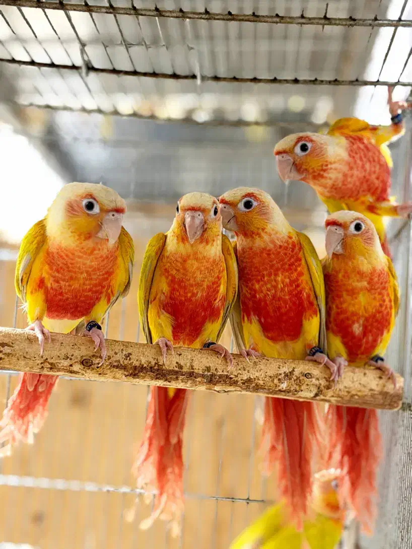 گرینچیک ردچیک طوطی گرین چیک رد چیک پاید فالو|پرنده|بجنورد, |دیوار