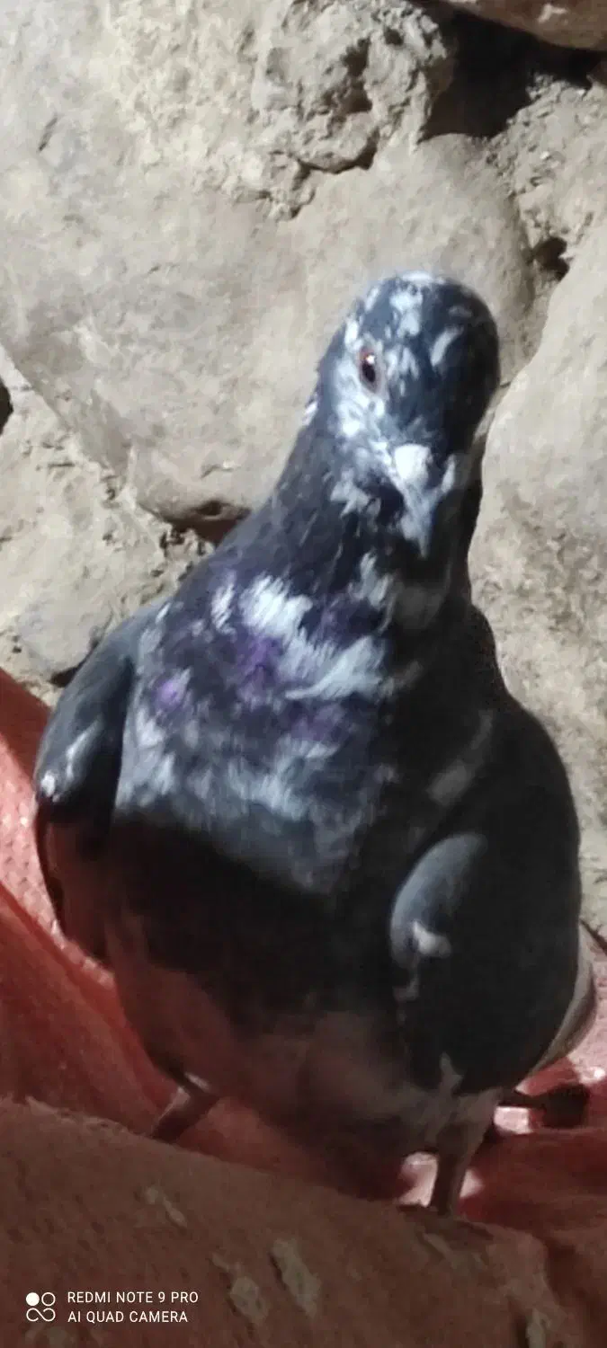 کفتر|پرنده|سپیدان, |دیوار