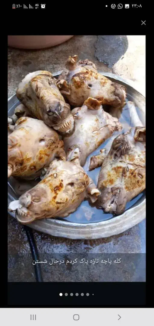 کله پاچه تازه وتمیز|خوردنی و آشامیدنی|شوشتر, |دیوار