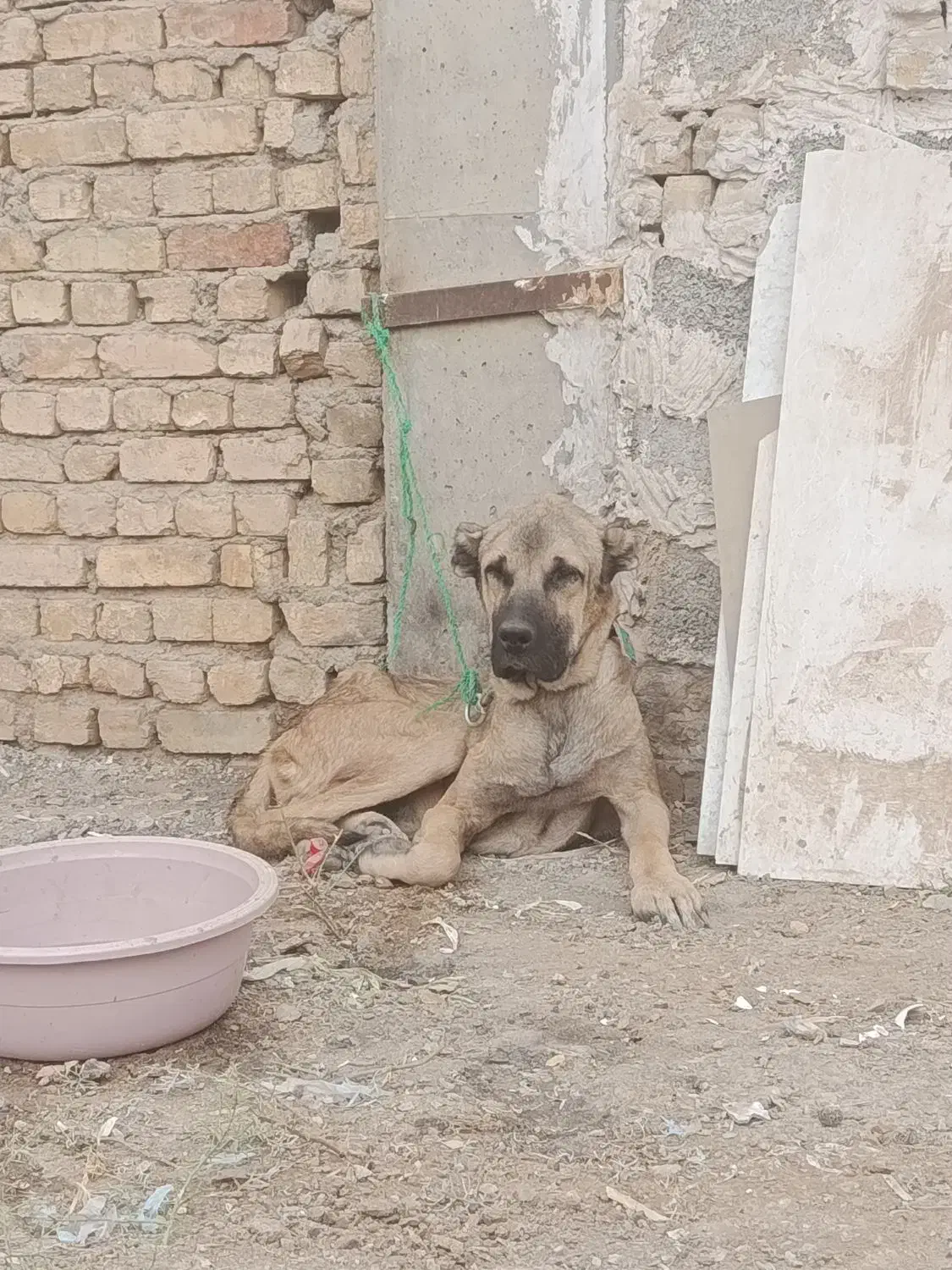 سگ سرابی نر|سگ|اصفهان, حصه جنوبی|دیوار