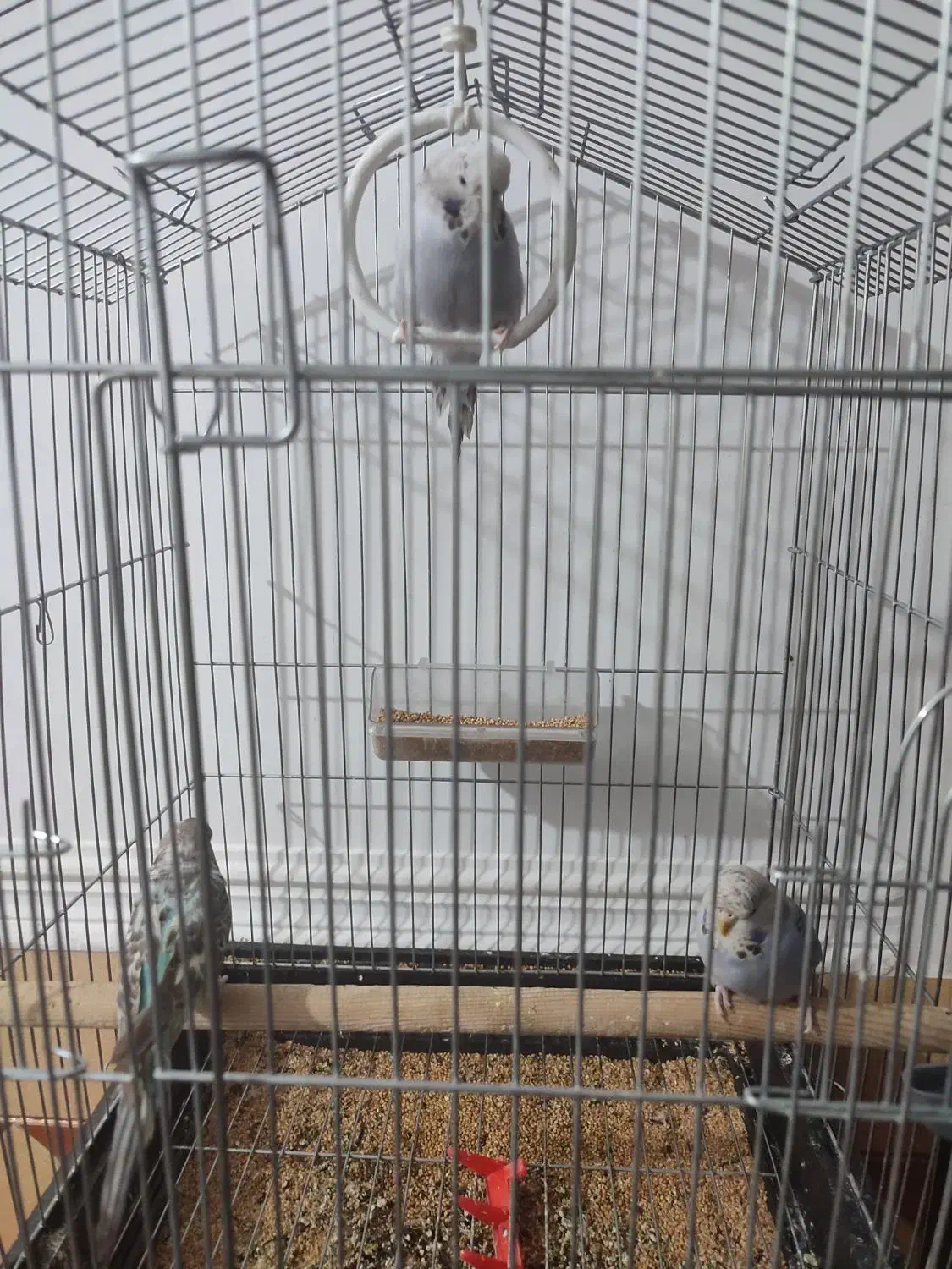 مرغ عشق انگلیسی|پرنده|باوی, |دیوار