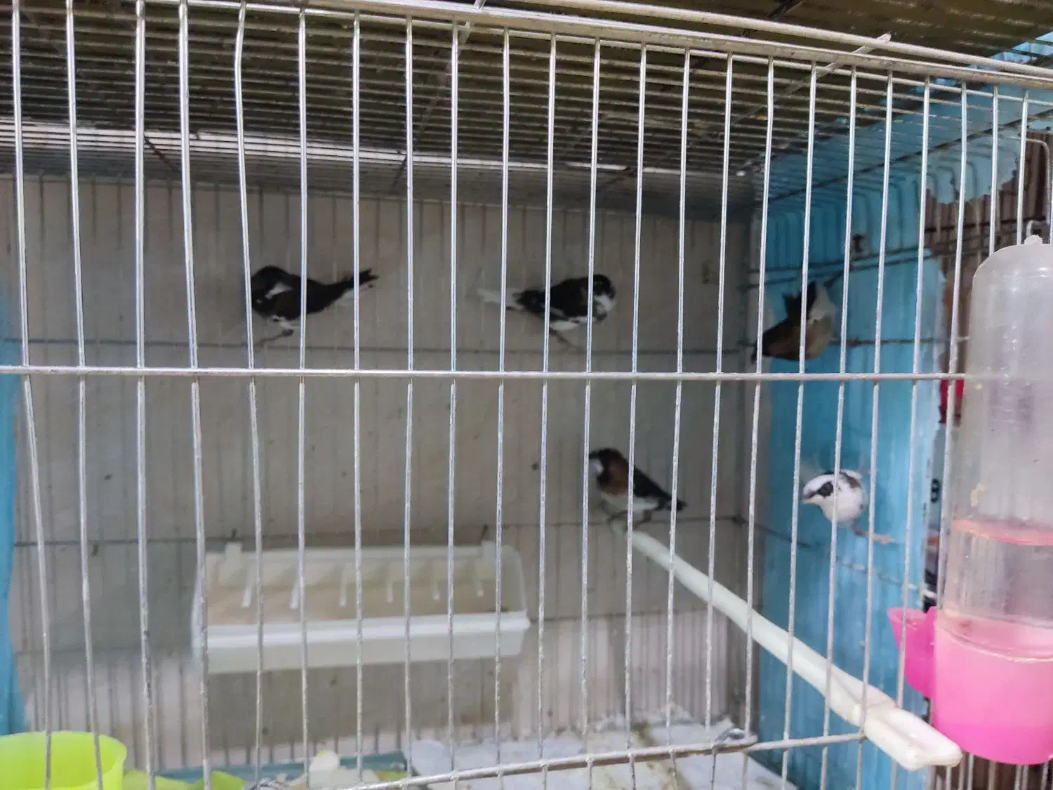 فنج بنگالی 30عدد|پرنده|پاکدشت, پاکدشت (مامازند)|دیوار