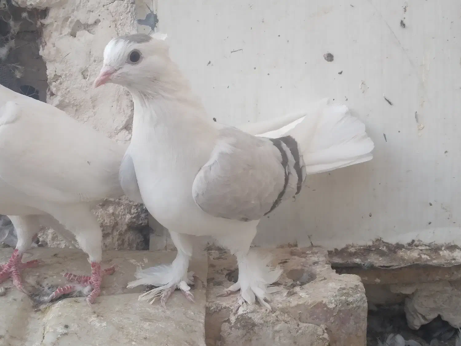 کفتر نروماده گلی رنگه المانی کرمونی کوتوله ابی|پرنده|تربتحیدریه, سرمحله|دیوار