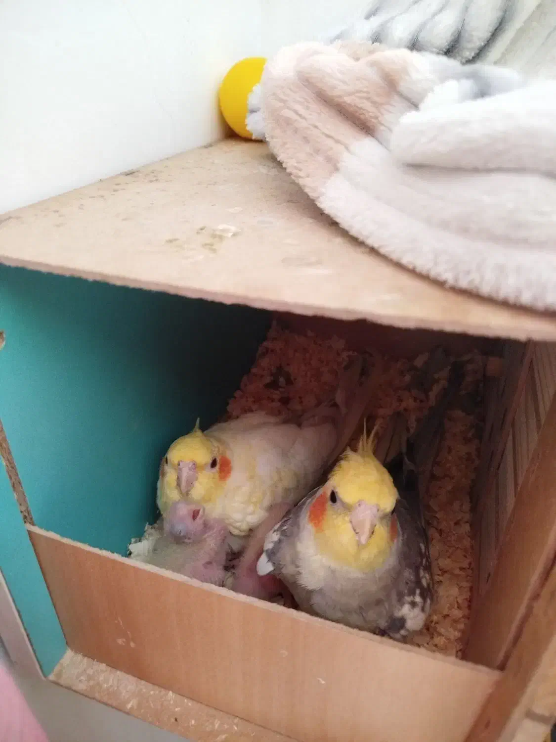 جفت عروس هلندی|پرنده|پاکدشت, حصار امیر|دیوار