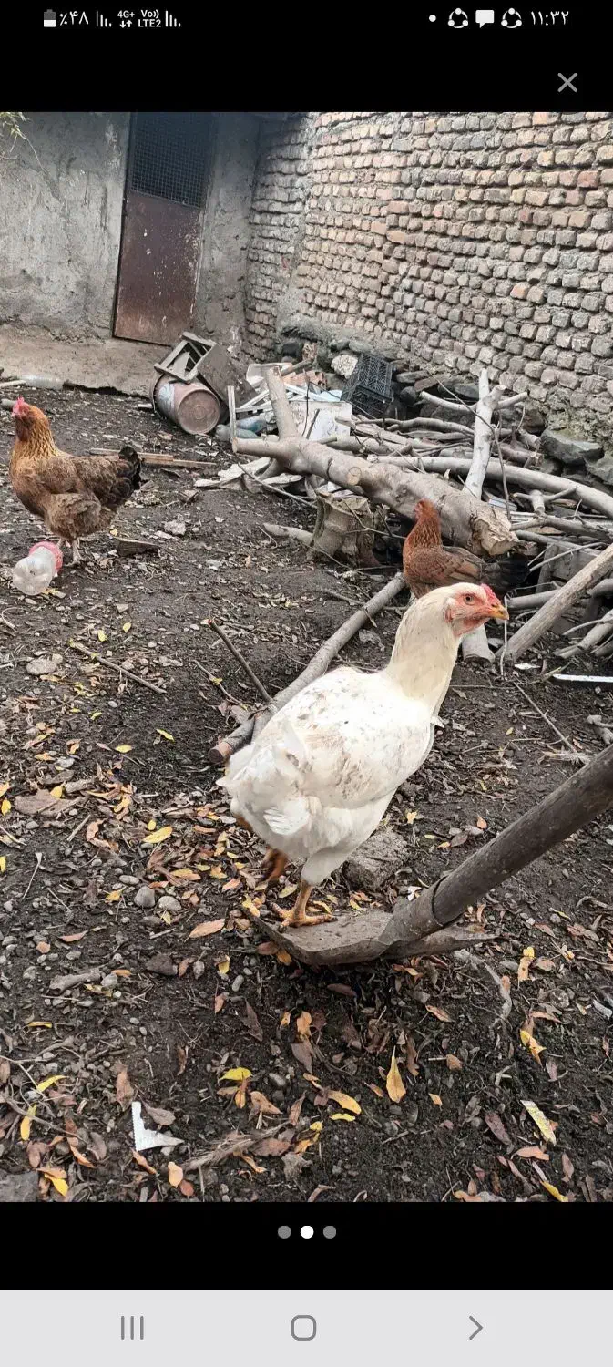 سه عدد مرغ لاری تخمگذار|حیوانات مزرعه|کردکوی, |دیوار