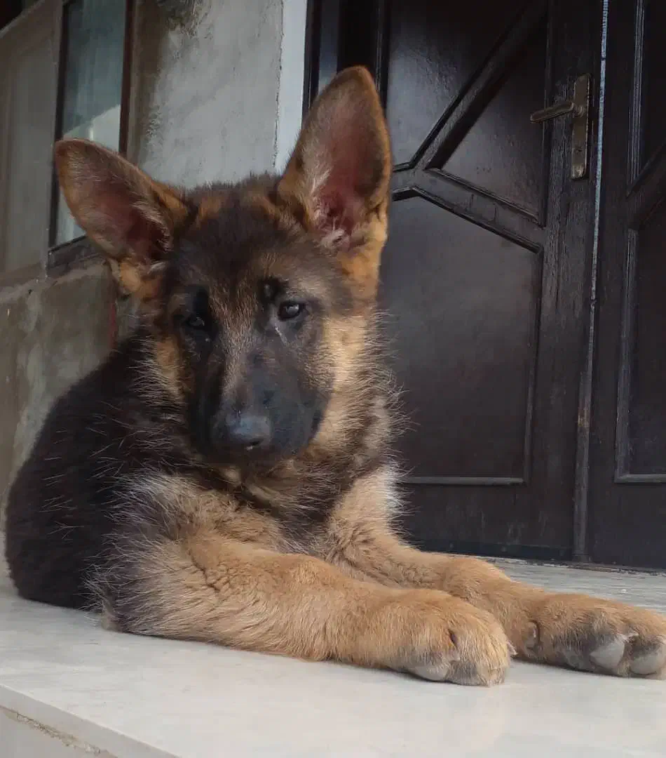 سگ ژرمن ۷ماهه ماده|سگ|بندر انزلی, طالب آباد|دیوار