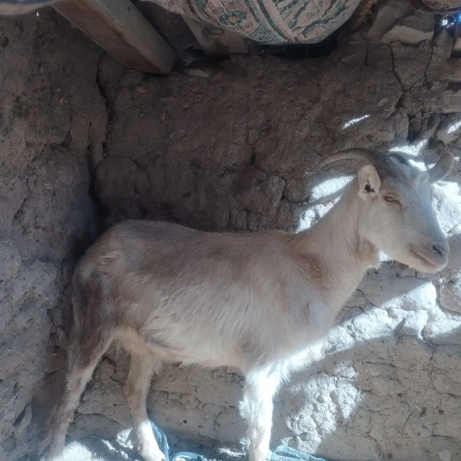 بز سانان|حیوانات مزرعه|خوسف, |دیوار