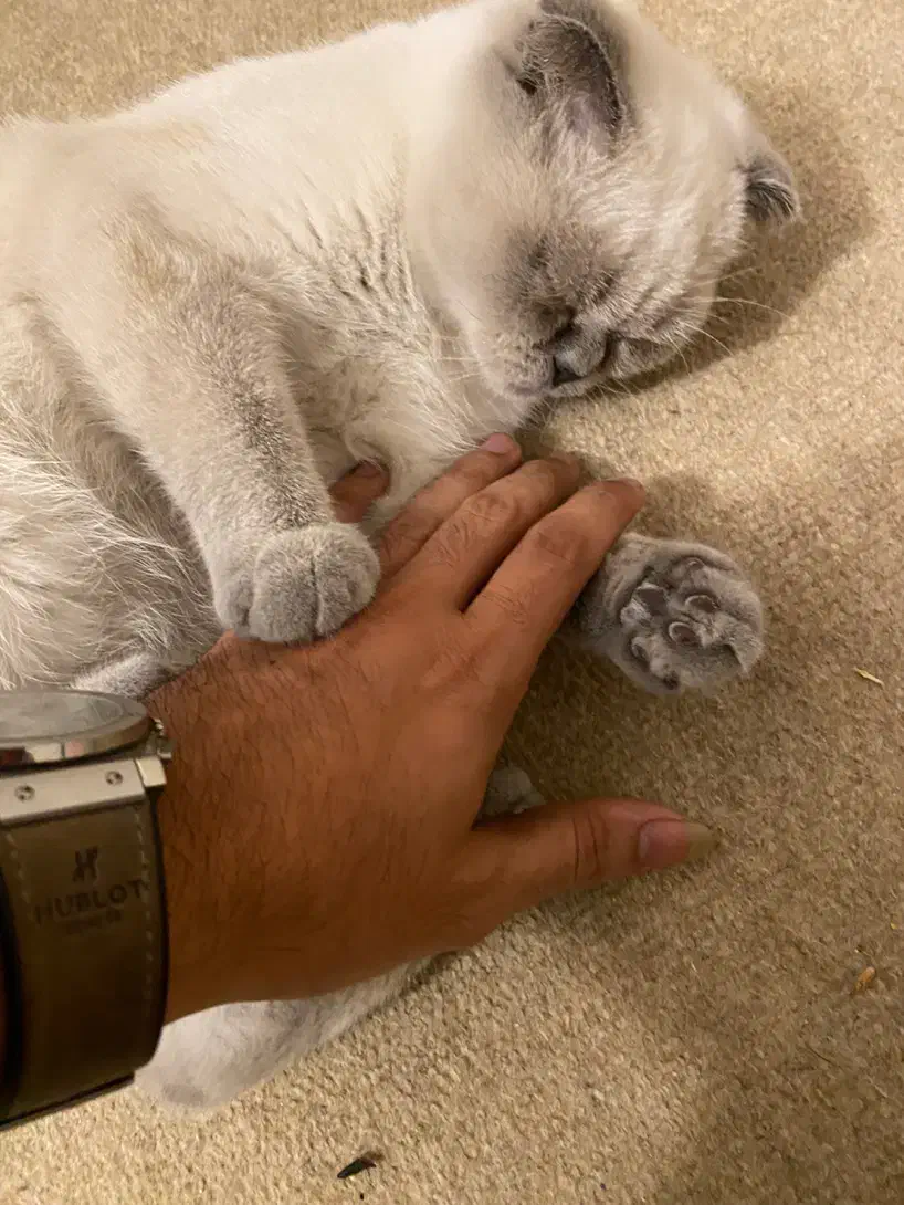 گربه اسکاتیش فولد دو رنگ|گربه|قشم, |دیوار