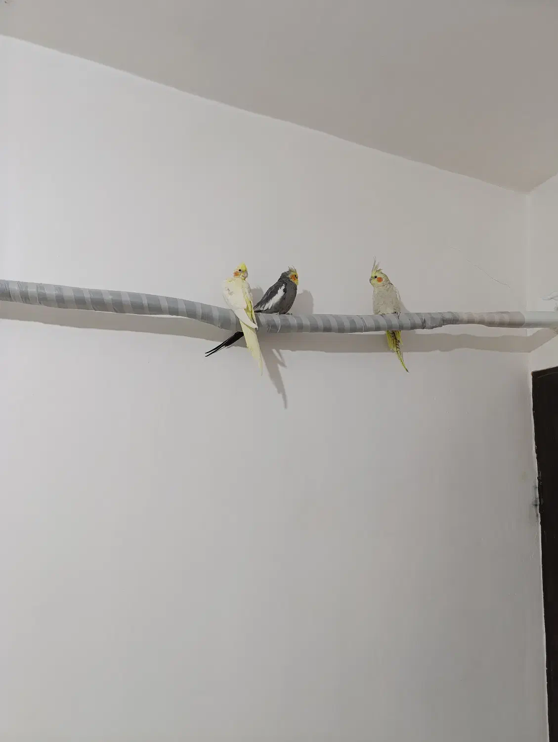 همه عروس ها مولد هستن یکیشون سخنگو هم هستن|پرنده|میانه, |دیوار