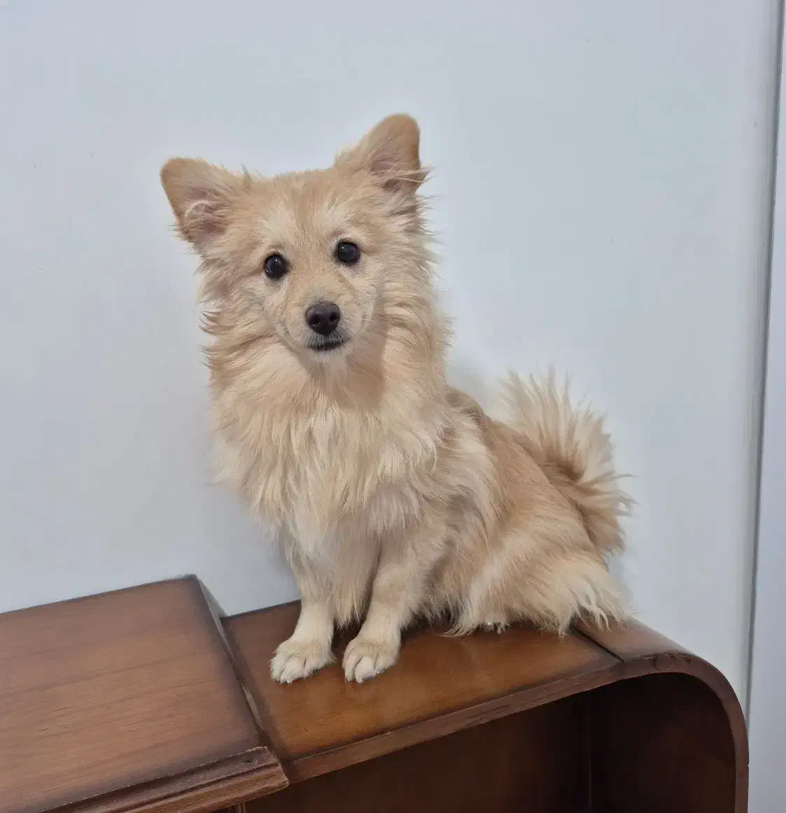 پامرین|سگ|نجف‌آباد, ویلاشهر|دیوار