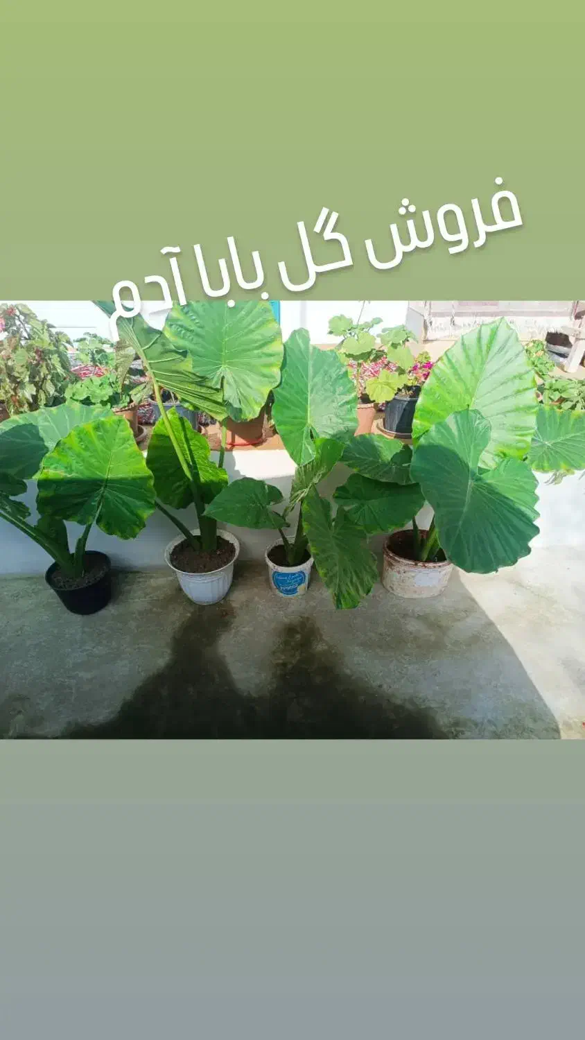 گول بابا آدو|گل و گیاه طبیعی|آستارا, |دیوار