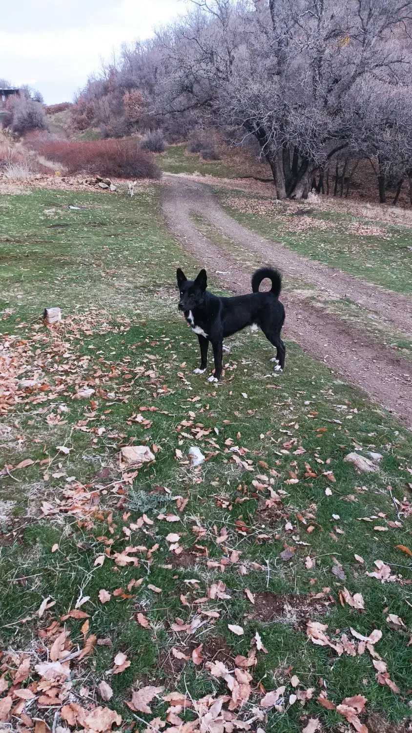 سگ گمشده|حیوانات|مریوان, |دیوار