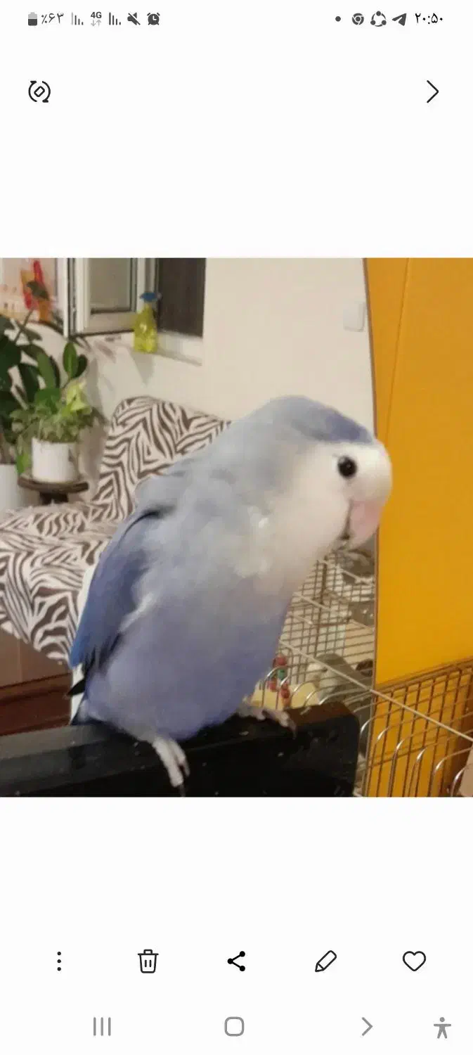 گمشده|حیوانات|تهران, مجیدیه|دیوار