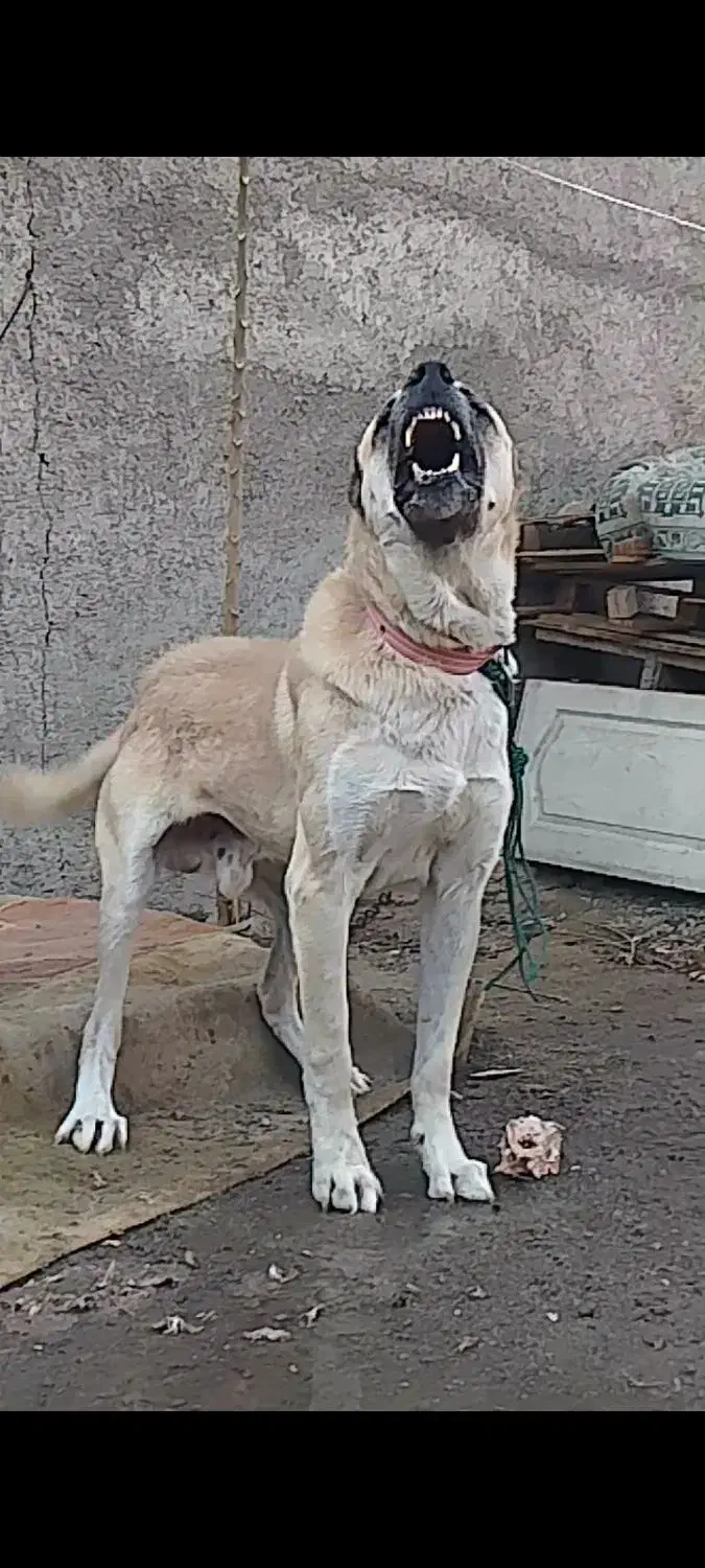 سگ سرابی شش دانگ اصیل. بشرط نگهبانی|سگ|کرج, کمال‌شهر|دیوار