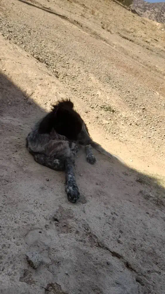 سگ معاوضه با پرنده|سگ|لردگان, |دیوار