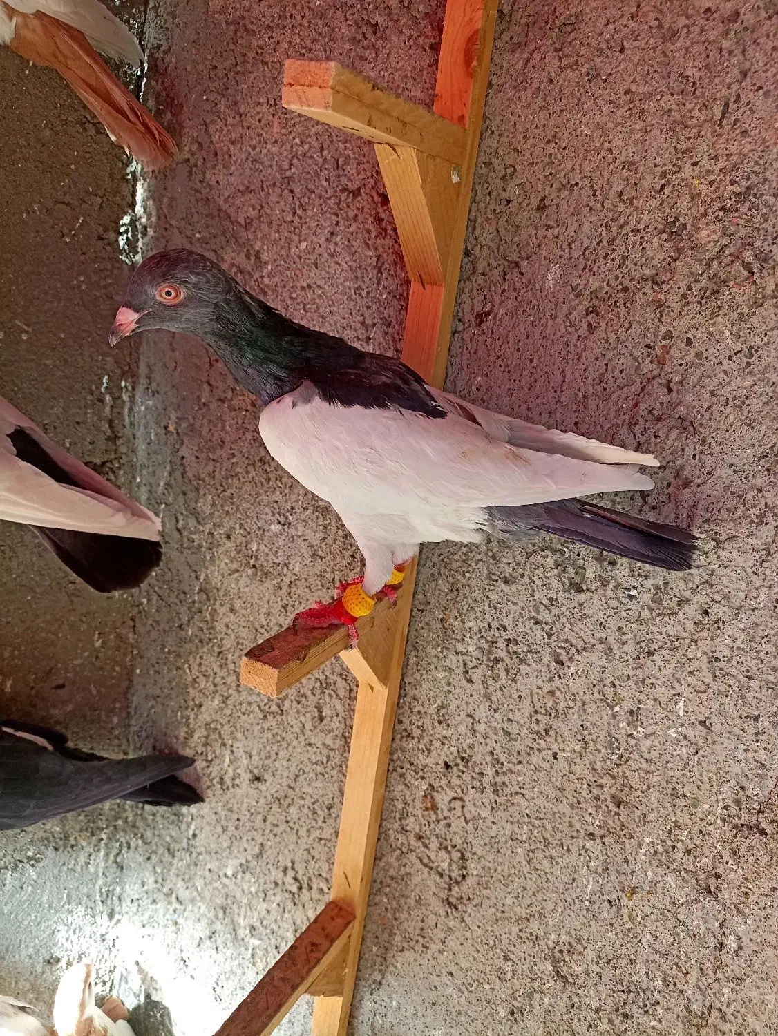 کبوترعطیقه|پرنده|مشهد, هفده شهریور|دیوار