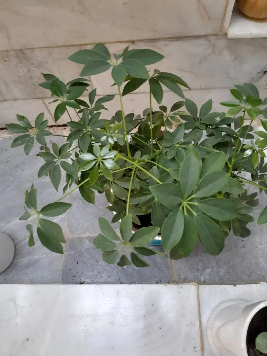 گل طبیعی|گل و گیاه طبیعی|گهواره, |دیوار