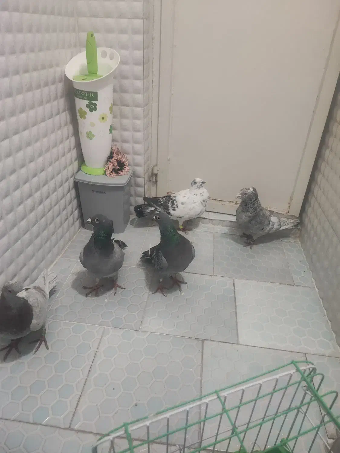 خدمت عشق بازان پنچ عدد کبوتر قلدر ضمانت همه چی|پرنده|نیشابور, ابراهیم ادهم|دیوار