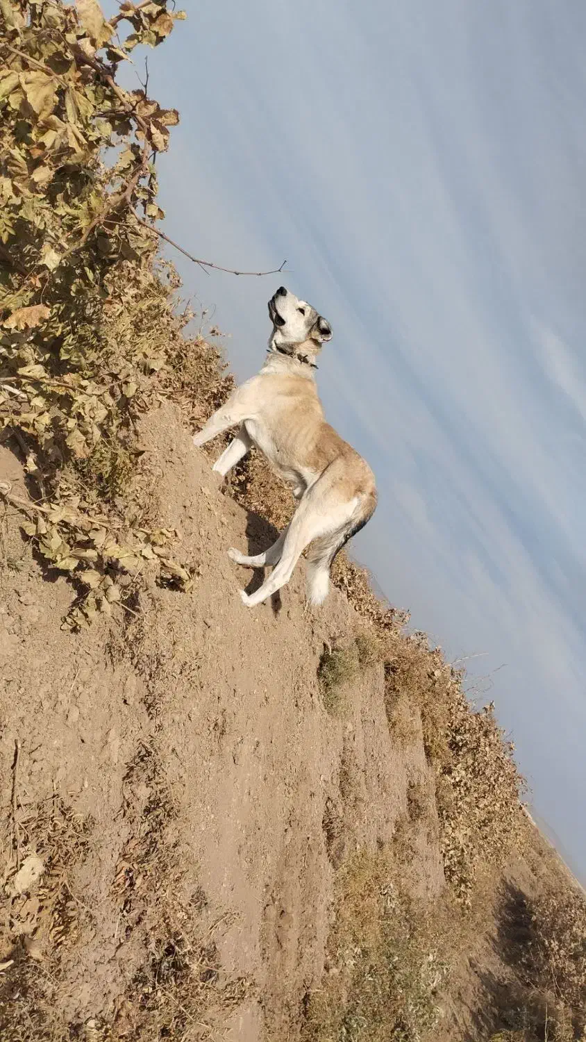 سگ اصیل|سگ|لیلان, |دیوار