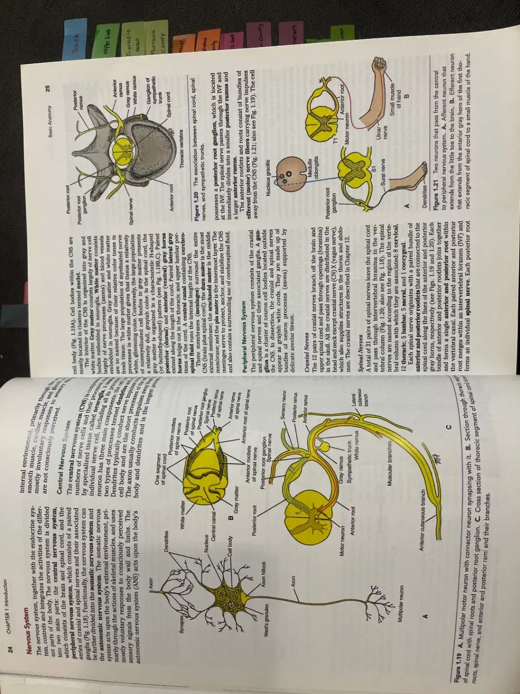 آناتومی اسنل پزشکی ویرایش ۱۰|کتاب و مجله آموزشی|رشت, منظریه|دیوار
