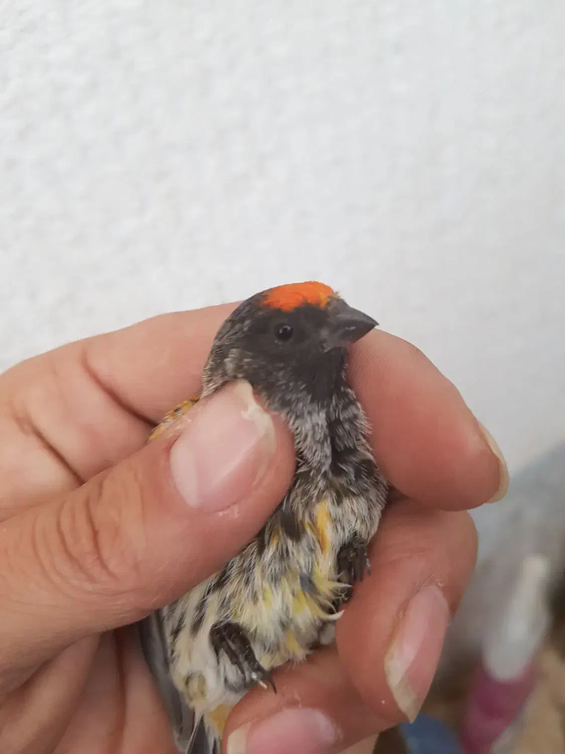 نر گلدار درجه یک|پرنده|مهاجران, |دیوار