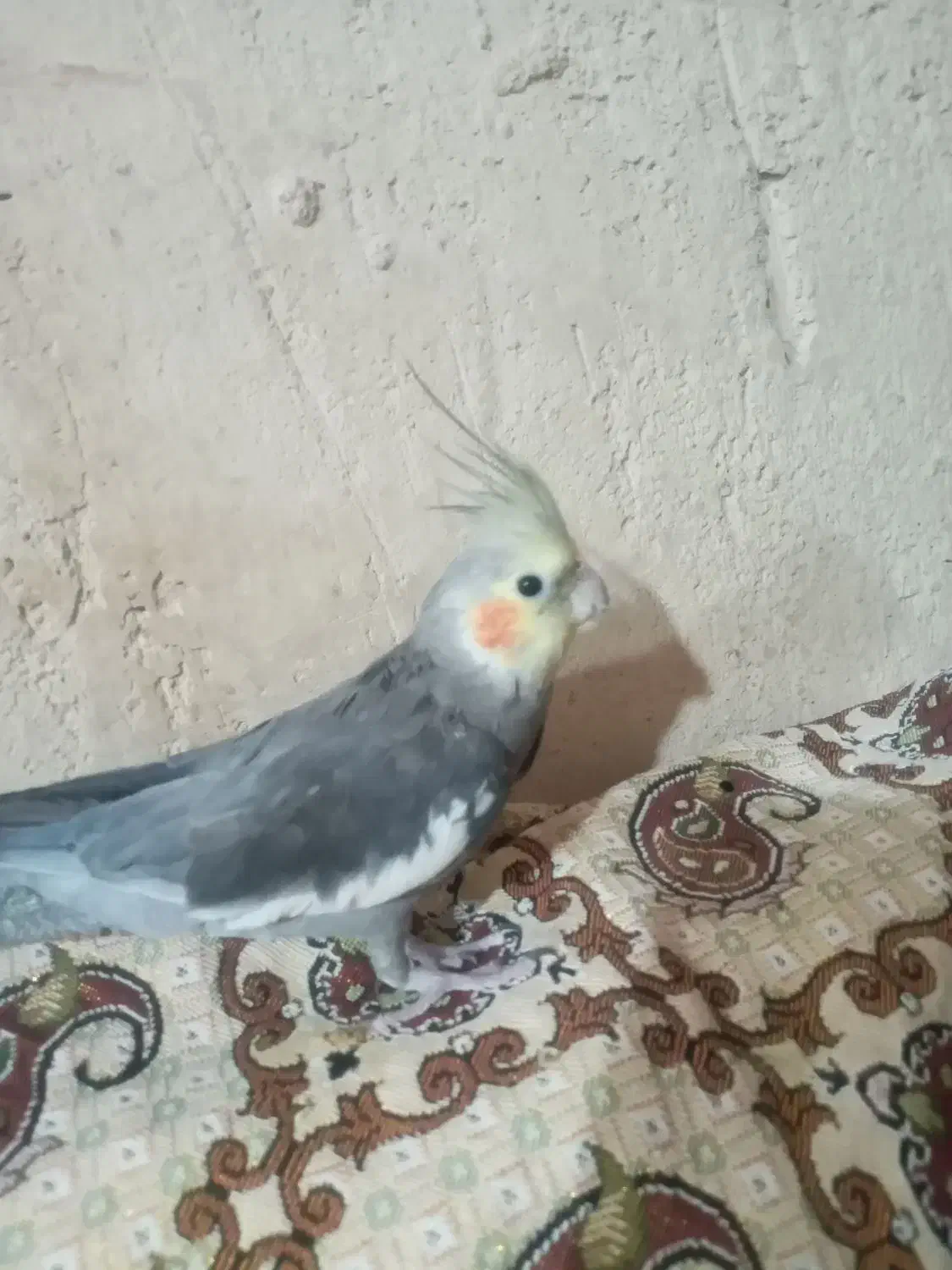 یک عدد عروس هلندی نر|پرنده|کلیائی, |دیوار