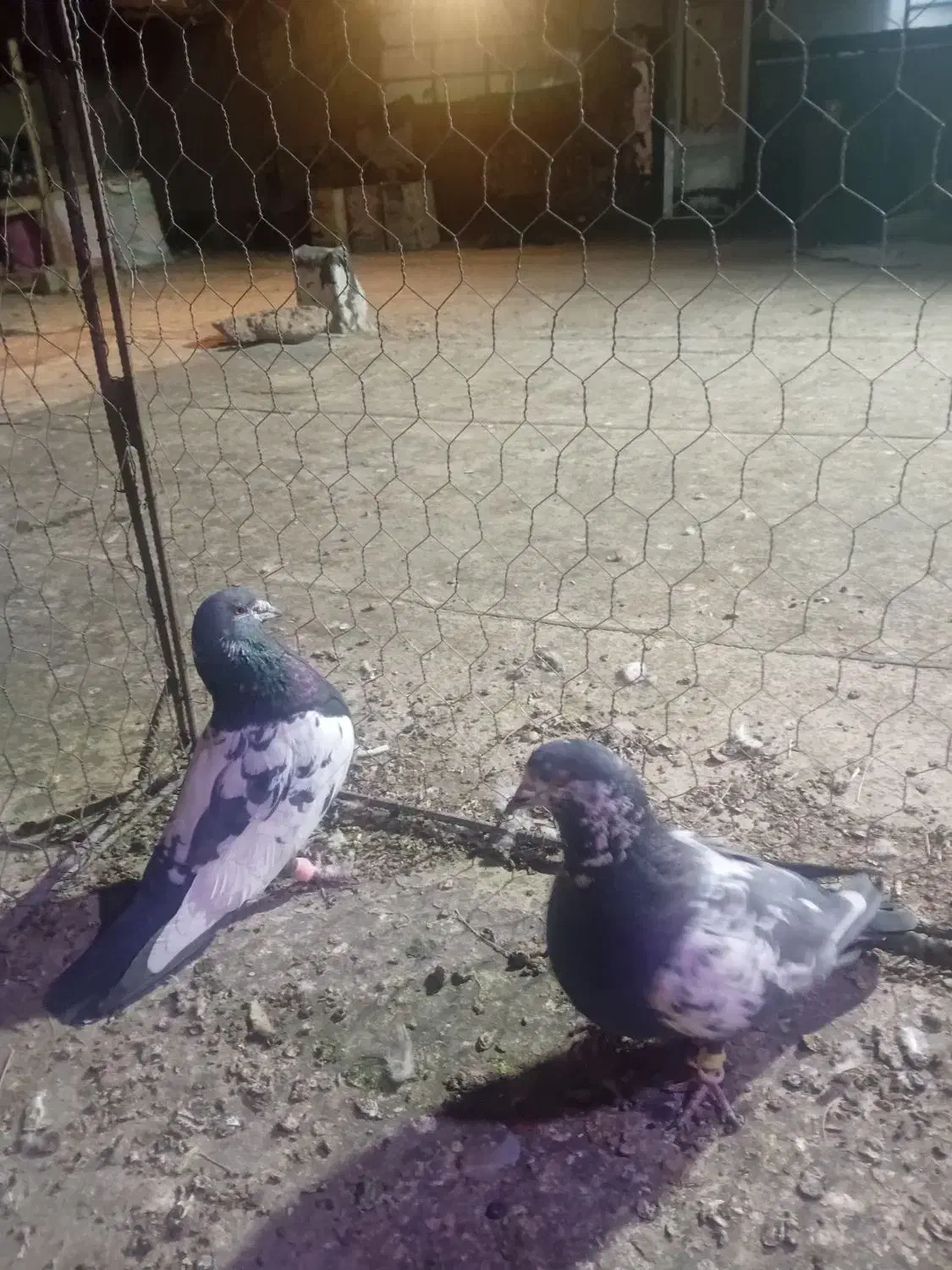 کبوتر|پرنده|تربت‌حیدریه, پائین ولایت|دیوار