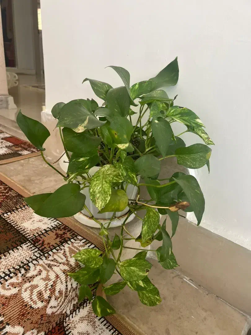 فروش گل آپارتمانی با گلدان|گل و گیاه طبیعی|رشت, فلسطین|دیوار