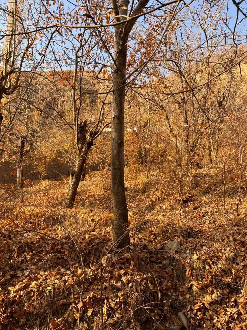 باغ ماشین رو کنار رودخانه روستای مورود|فروش زمین و ملک کلنگی|آسارا, |دیوار