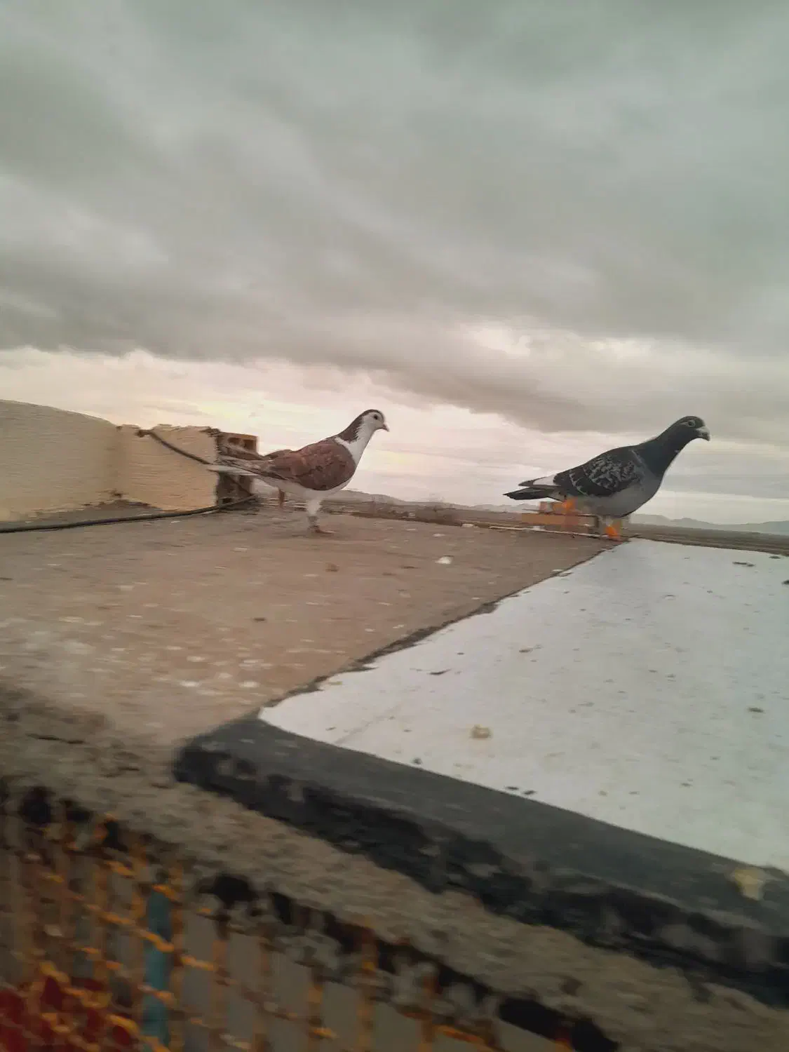 کبوتر|پرنده|اسفراین, |دیوار