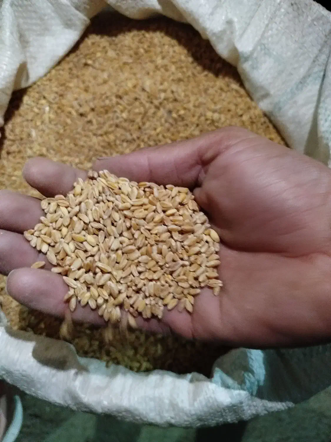 گندم دیم|عمده‌فروشی|قائن, |دیوار