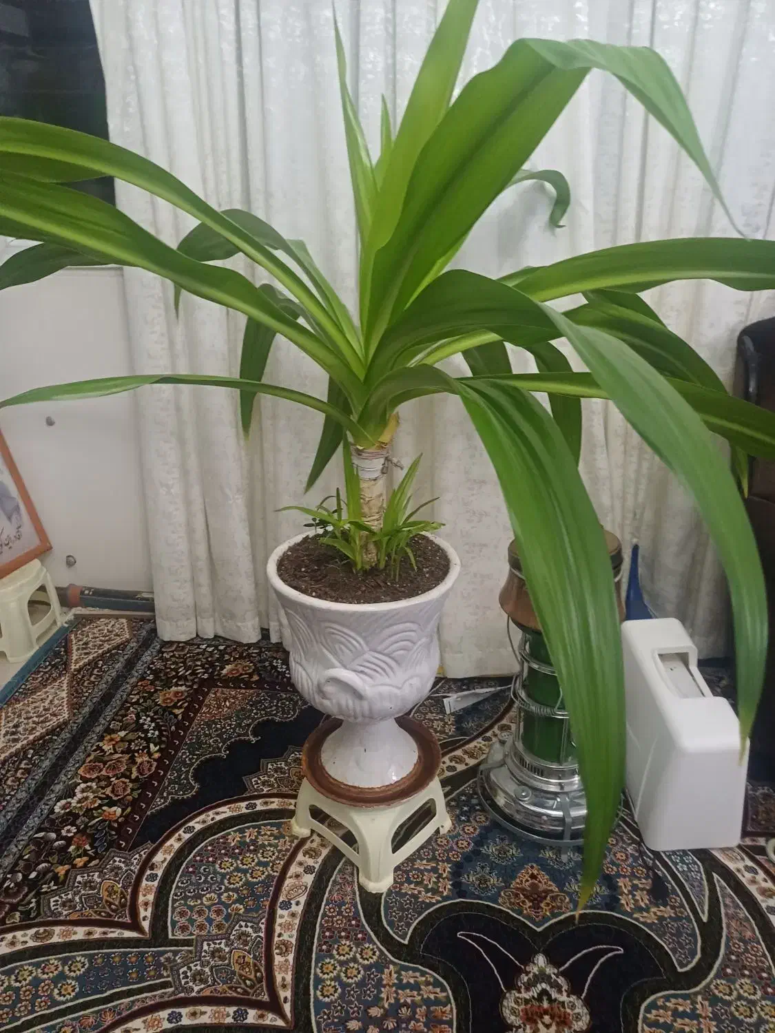 گل زرتی باریشه زدن زیاد|گل و گیاه طبیعی|صدرا-فارس, فاز ۱|دیوار