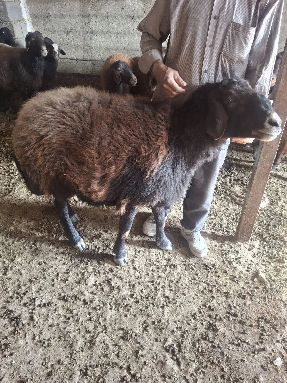 گوسفند|حیوانات مزرعه|صوفیان, |دیوار