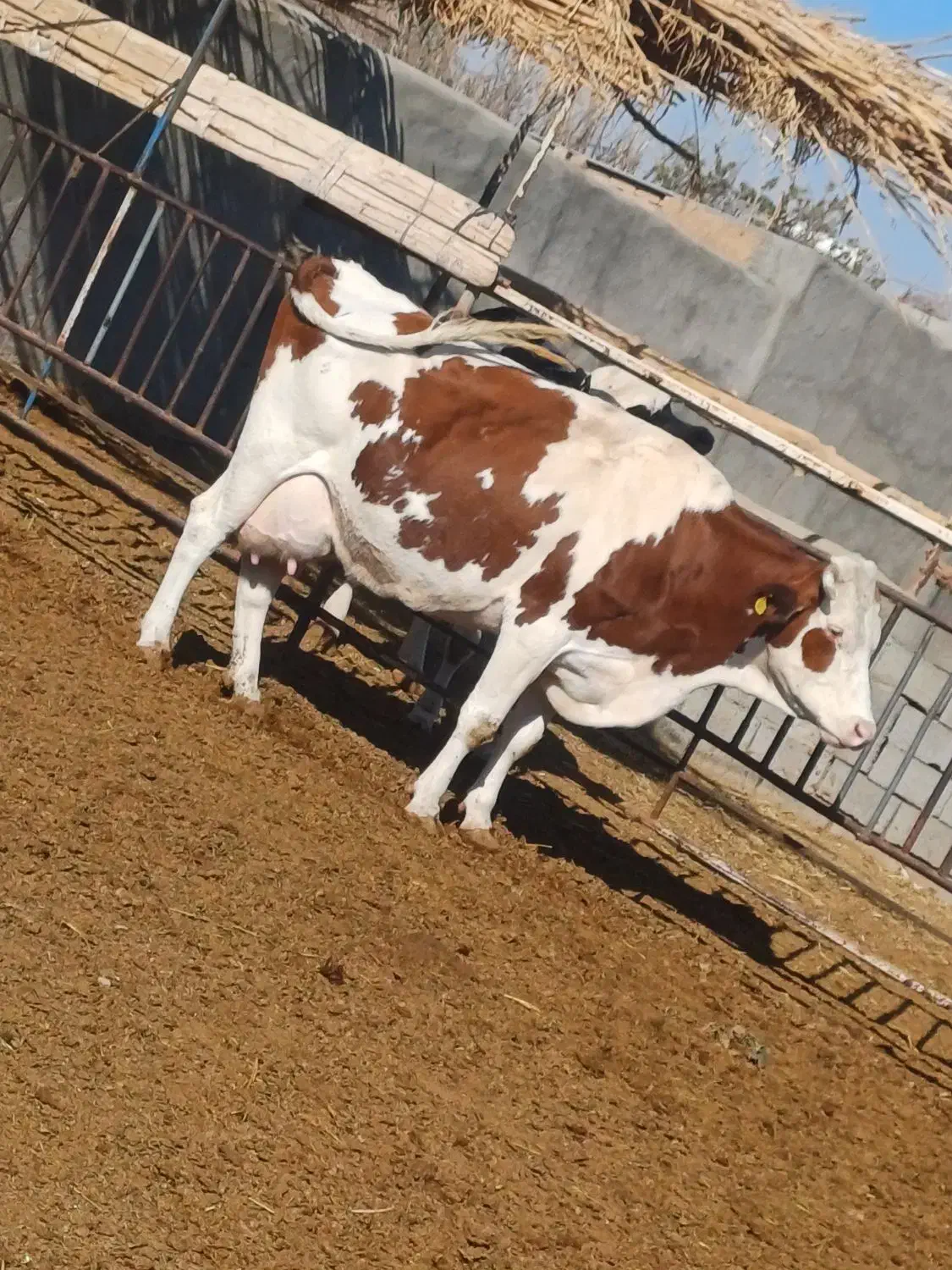 گاو با گوساله|حیوانات مزرعه|باشتین, |دیوار