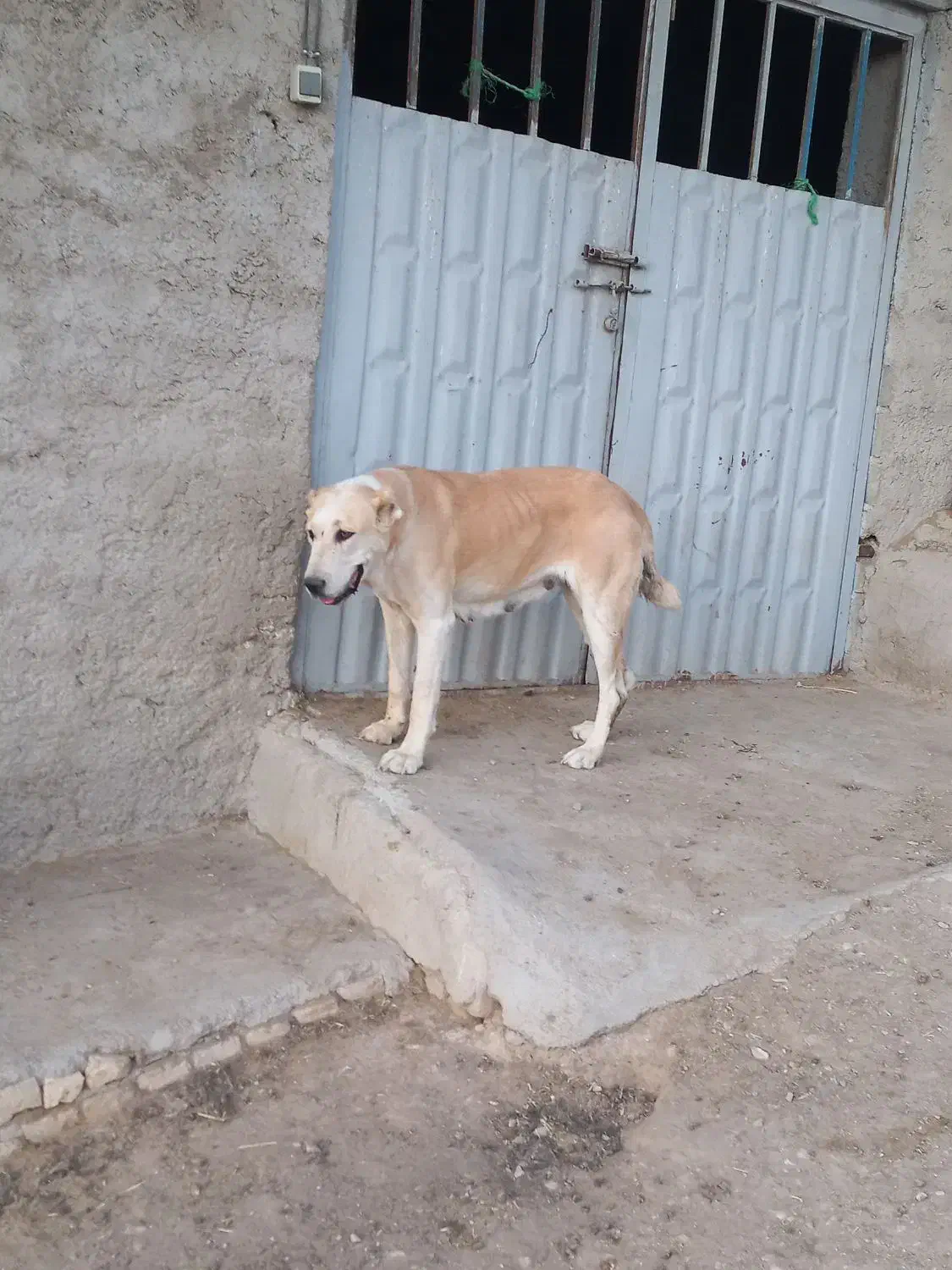 فروش سگ ماده الابای|سگ|پردیس, فاز ۶|دیوار