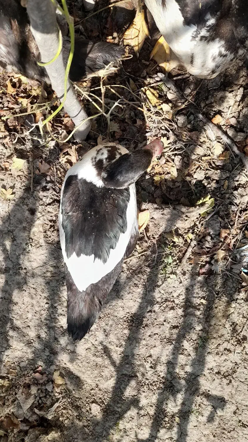 حدوده ۱۰ عدد اردک ماده اسرایلی بزرگ نزدیک به تخم|حیوانات مزرعه|برهسر, |دیوار