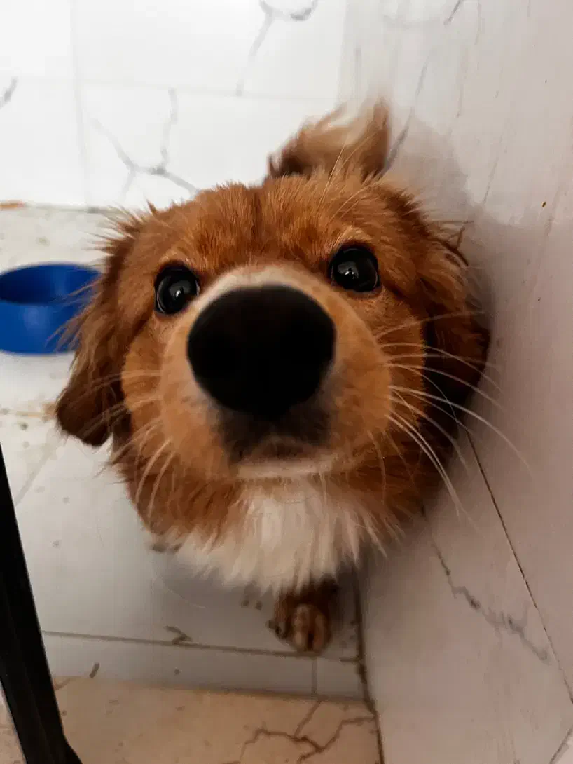 پامر روباهی|سگ|اسفراین, |دیوار