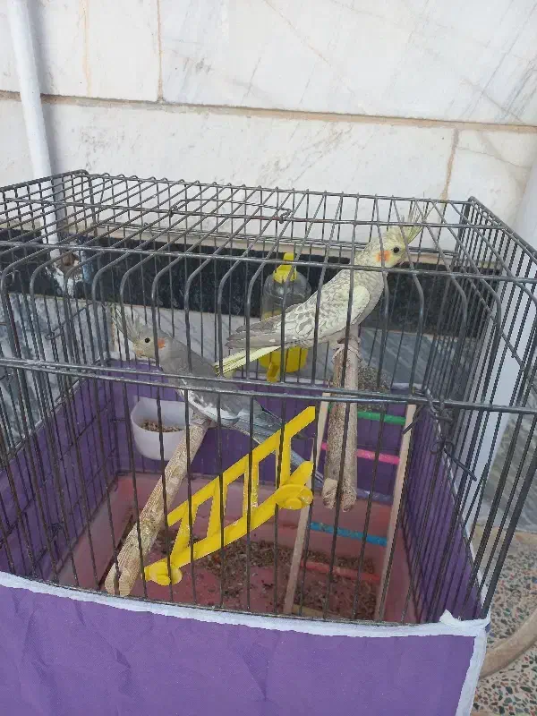 عروس هلندی نرو ماده|پرنده|بروجرد, |دیوار